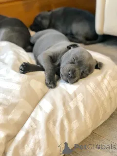 Дополнительные фото: Щенки стаффордширского бультерьера