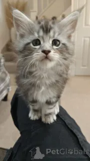 Фото №3. Die Letzten Beiden Reversigen Maine Cooon Jungen. Германия