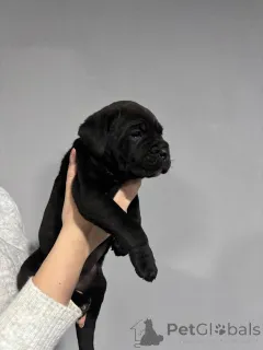 Дополнительные фото: Кане Корсо (самка)