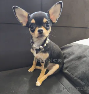 Фото №1. беспородная - купить в Тбилиси за договорная. Объявление №153851