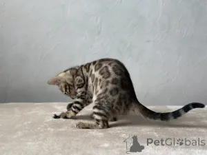 Дополнительные фото: Мраморная Бенгальская кошка