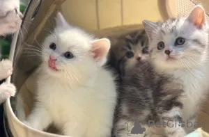 Фото №1. манчкин - купить в Мюнхене за договорная. Объявление №161181