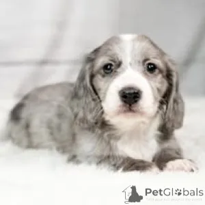 Фото №3. Dackelwelpen zu verkaufen.  Австрия