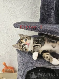 Дополнительные фото: Maine-Coon-Mix-Kätzchen