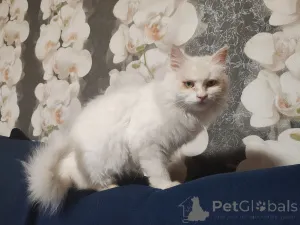 Фото №1.  - купить в Минске за Бесплатно. Объявление №156571