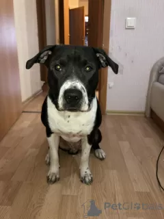 Фото №3. Продам питбуля.  Россия