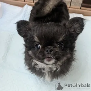 Фото №3. Продаются милые очаровательные щенки, обращайтесь в WhatsApp Business.  Финляндия