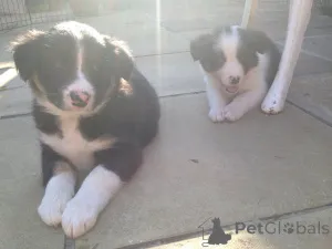 Дополнительные фото: Щенки бордер-колли