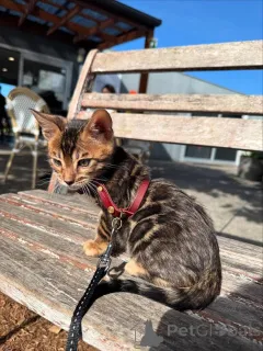 Фото №1. бенгальская - купить в Båstad за 73924₽. Объявление №153283