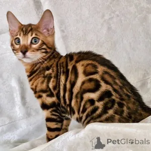 Фото №3. Bengal Kittens (Markbradly7575@gmail.com). Германия