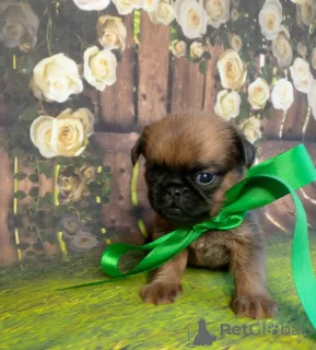 Фото №1. пти-брабансон - купить в Москва за 50000₽. Объявление №139048