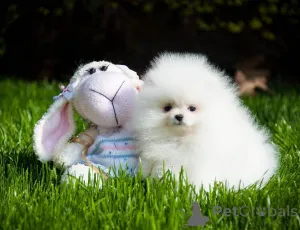 Фото №1. померанский шпиц - купить в Лаппеенранте за 34150₽. Объявление №154401