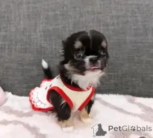 Дополнительные фото: Келиша Тена Адхуруэшм Чихуахуа Нэдже