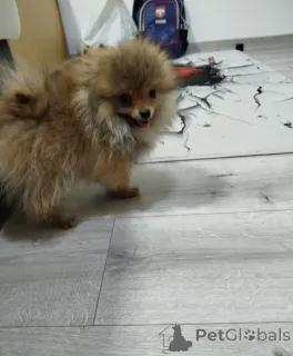 Дополнительные фото: Красивые мишки Бо-Петди