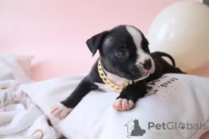 Фото №1. американский булли - купить в Раменском за 70000₽. Объявление №147532