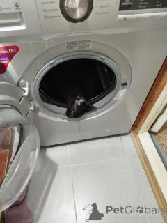 Дополнительные фото: Бенгальский Леопард