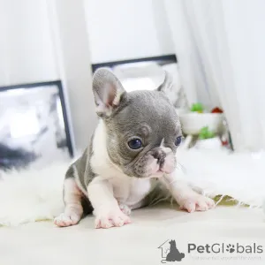 Фото №2 к объявлению №156352 о продаже французского бульдога - купить в Канаде заводчик