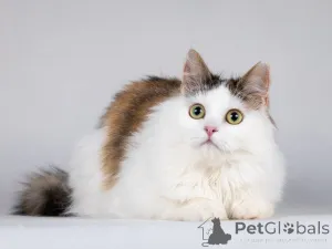 Дополнительные фото: Ласковая Зая, котёнок-подросток, девочка, трёхцветка.