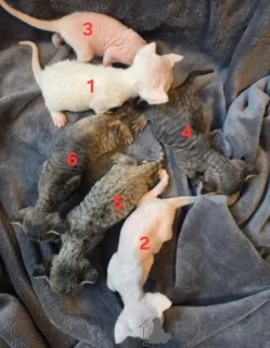 Фото №2 к объявлению №160324 о продаже девон рекс - купить в Германии заводчик