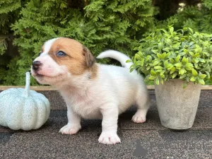 Дополнительные фото: Щенки Джек Рассел Терьер