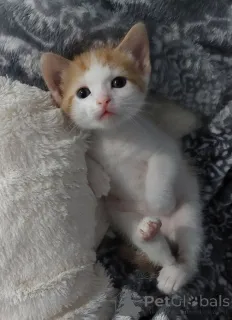 Фото №2 к объявлению №157792 о продаже турецкий ван - купить в Германии из приюта, заводчик