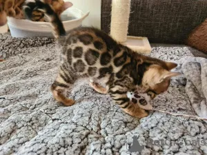 Фото №1. бенгальская - купить в Helsingborg за 69575₽. Объявление №153207