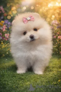 Фото №1. померанский шпиц - купить в Днипро за 74214₽. Объявление №166537