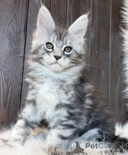 Фото №2 к объявлению №161668 о продаже мейн-кун - купить в США заводчик