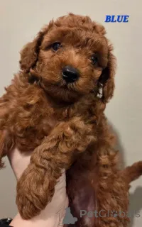 Фото №2 к объявлению №166521 о продаже пуделя (той) - купить в Нидерландах 