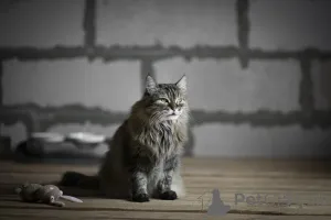 Дополнительные фото: Каждой кошке нужен дом.