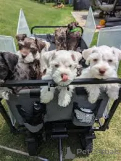 Фото №1. цвергшнауцер - купить в Мадрид за 64937₽. Объявление №165993