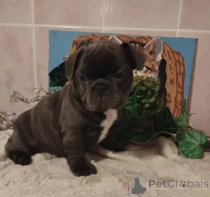 Фото №4. Продажа французского бульдога в Минске частное объявление - цена 52181₽