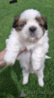 Дополнительные фото: Чистокровные щенки Ши-Тцу