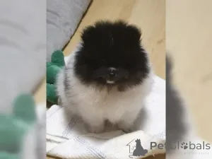 Фото №1. померанский шпиц - купить в Линц за договорная. Объявление №159968