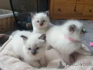 Фото №1. рэгдолл - купить в Берне за 18553₽. Объявление №155199