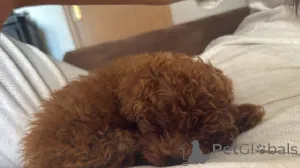 Дополнительные фото: Красный карликовой пудель, красивые щенки