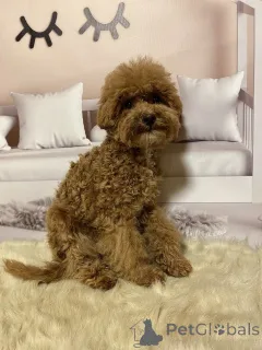 Дополнительные фото: Мальтипу мальчики