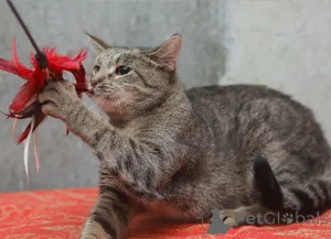 Дополнительные фото: Ищет дом молодой тигровый котик Сема