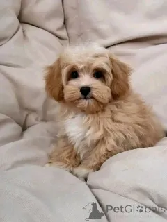 Фото №1.  - купить в Алст за 50094₽. Объявление №151119