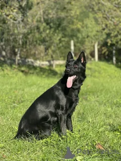 Дополнительные фото: Рабочие собаки породы немецкая овчарка.