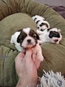 Дополнительные фото: Идеальные чистокровные щенки Ши-Тцу.