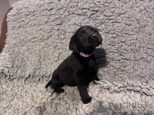 Фото №3. У нас есть щенки лабрадора, которые ищут новый 5-звездочный дом и не работают.  Великобритания