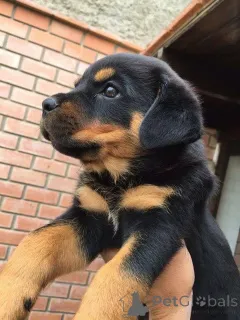 Фото №2 к объявлению №161157 о продаже  - купить в Германии 