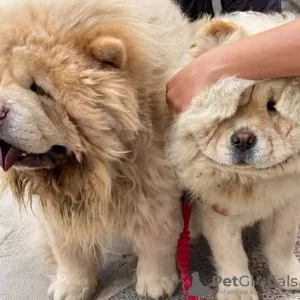 Дополнительные фото: Chow-Chow-Babys verfügbar