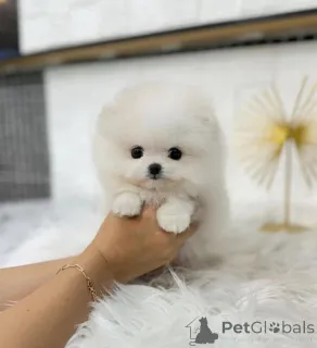 Фото №2 к объявлению №167809 о продаже померанского шпица - купить в Бельгии из питомника