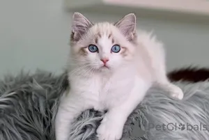 Фото №2 к объявлению №160717 о продаже рэгдолл - купить в Франции частное объявление