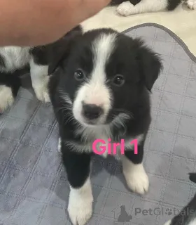 Фото №1. бордер-колли - купить в Андерлехт за 35251₽. Объявление №158820