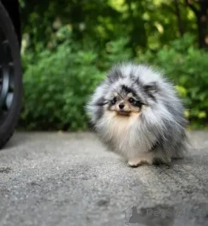 Фото №1. померанский шпиц - купить в Борнхейм за 34150₽. Объявление №158818