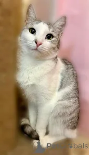 Фото №2 к объявлению №160396 о продаже  - купить в России частное объявление