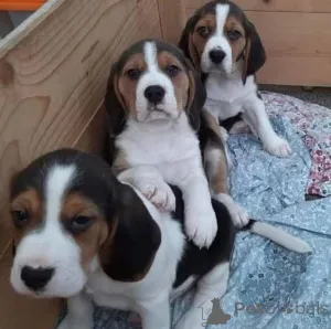 Фото №4. Продажа  в Барсела-де-Сизоро  - цена Бесплатно